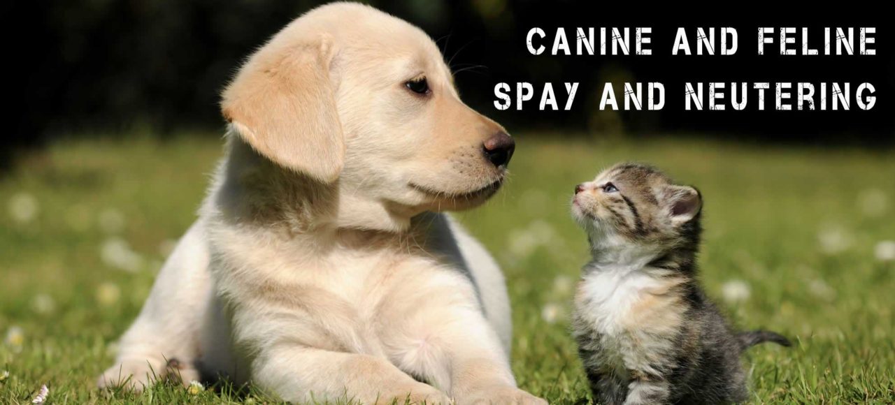 Spay and Neuter | Turlock Spay and Neuter, Turlock CA